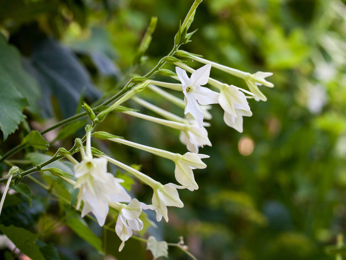200 JASMINE AZTEC NICOTIANA (Ornamental Flowering Tobacco) Nicotiana Alata Flower Seeds