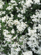 20 SWEET AUTUMN CLEMATIS Paniculata Fragrant White Flower Vine Seeds