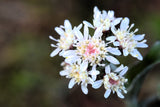 100 ARCTIC SWEET COLTSFOOT Petasites Frigidus Sun Shade Moist White Pink Flower Herb Seeds