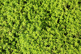 10,000 BULK LEMON THYME Thymus Pulegioides Herb Purple Flower Fragrant Evergreen Seeds