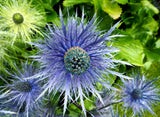 25 BLUE Star SEA HOLLY Eryngium Alpinum Flower Seeds