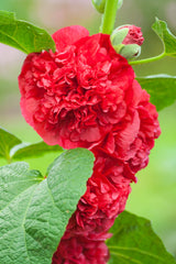 25 SCARLET DOUBLE Red HOLLYHOCK Alcea Rosea Flower Seeds Perennial