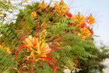 5 DESERT BIRD OF PARADISE Shrub Caesalpinia Gilliesii Poinciana Red & Yellow Flower Seeds