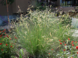 1000 BLUE GRAMA GRASS Gramma Bouteloua Gracilis Flower Mosquito Grass Seeds