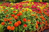 150 DWARF THUMBELINA ZINNIA Elegans Mixed Colors Flower Seeds
