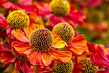 100 HELENIUM ' AUTUMN LEAVES ' Mix Helenium Autumnale Sneezeweed Mixed Colors Flower Seeds