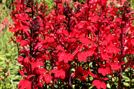 300 CARDINAL FLOWER LOBELIA Cardinalis Flower Seeds