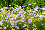 200 Purple Mix SWAN RIVER DAISY Brachyscome Iberidifolia Flower Seeds