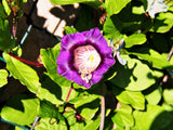5 CUP & SAUCER VINE Cathedral Bells Cobaea Scandens Climber Purple Hummingbird Flower Seeds