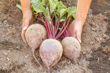 75 Giant Red BEET Mangelwurzel Mangel Mangold Wurzel Mammoth Long Beta Vulgaris Seeds