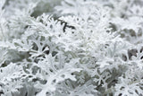 300 SILVERDUST DUSTY MILLER Cineraria Maritima Jacobaea Senecio Flower Seeds
