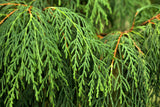 30 Kashmir WEEPING CYPRESS TREE Cupressus Cashmeriana Blue Evergreen Seeds