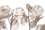 100 LUNARIA Biennis ( MONEY PLANT / Silver Dollar / Honesty / Moonwort / L Annua ) Flower Seeds