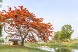 5 FLAME OF THE FOREST Tree Butea Monosperma Palash Orange Red Flower Seeds