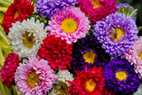 1000 POWDER PUFF ASTER Mix Callistephus Chinensis Flower Seeds
