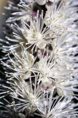 50 BLACK COHOSH Bugbane Actaea Racemosa Cimicifuga Bugbane Snakeroot Native White Shade Flower Herb Seeds