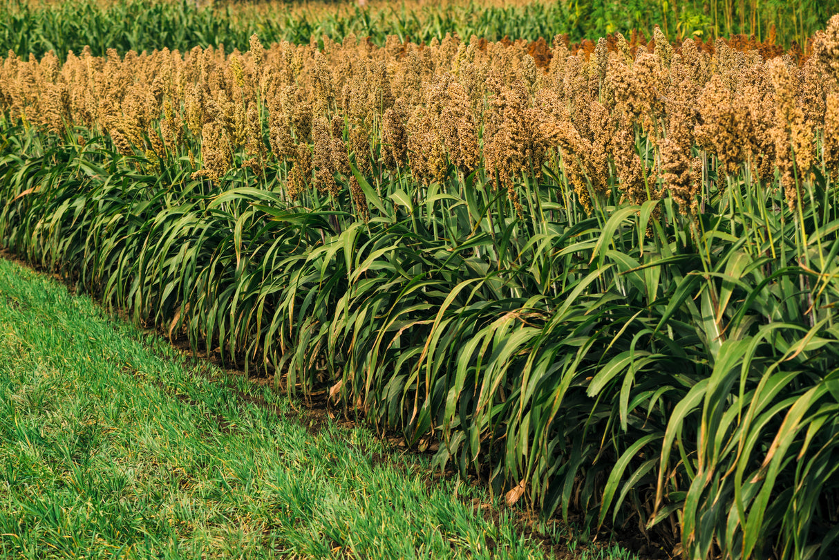 50 HONEY DRIP SORGHUM Bicolor Honey Drop Syrup Grain Vegetable Seeds