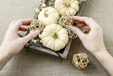 15 WHITE Baby Boo MINI PUMPKIN Miniature Cucurbita Pepo Vegetable Seeds