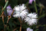 1000 FRINGED PINKS DIANTHUS Superbus White Pink Purple Flower Seeds