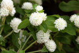 50 GLOBE AMARANTH MIX Gomphrena Globosa Mixed Colors Amaranthus Flower Seeds