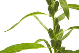 1500 BLACK SESAME Sesamum Indicum Vegetable Flower Seeds