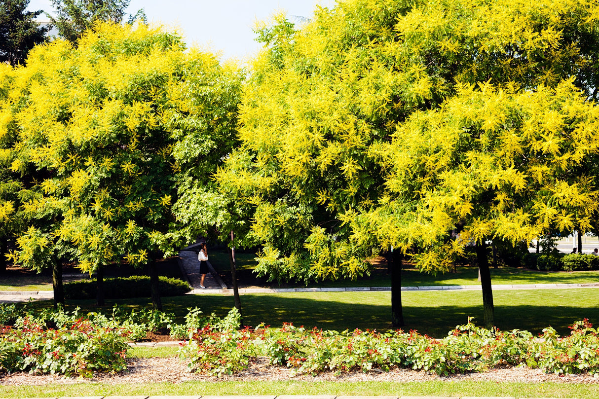 10 GOLDEN RAIN TREE Goldenrain Koelreuteria Paniculata Yellow Flower Seeds
