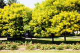 10 GOLDEN RAIN TREE Goldenrain Koelreuteria Paniculata Yellow Flower Seeds