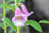 1500 BLACK SESAME Sesamum Indicum Vegetable Flower Seeds