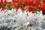 300 SILVERDUST DUSTY MILLER Cineraria Maritima Jacobaea Senecio Flower Seeds