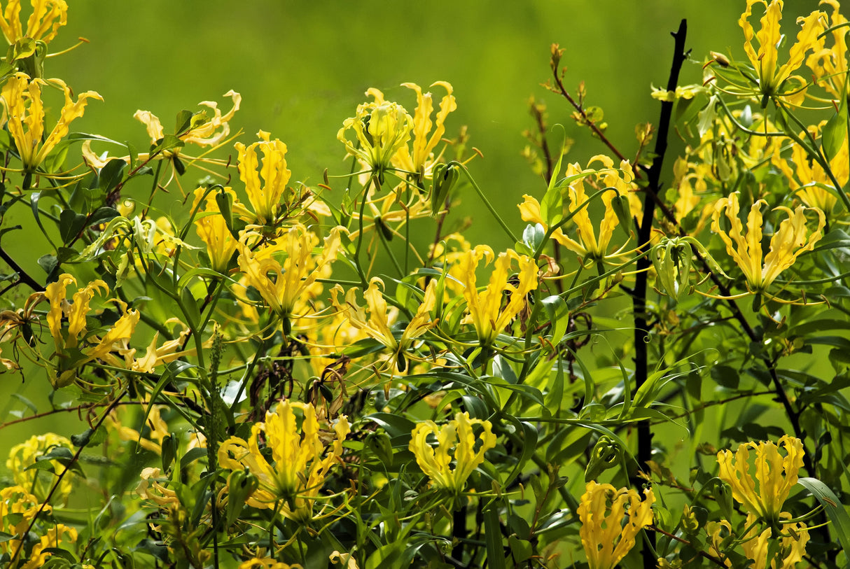 10 YELLOW GLORIOSA LILY Flame Lily Gloriosa Lutea Flower Vine Seeds