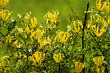 10 YELLOW GLORIOSA LILY Flame Lily Gloriosa Lutea Flower Vine Seeds