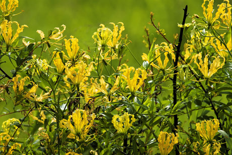 10 YELLOW GLORIOSA LILY Flame Lily Gloriosa Lutea Flower Vine Seeds