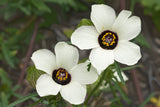 10 SIMPLY LOVE HIBISCUS (Flower of the Hour / Baldder Hibiscus) Hibiscus Trionum Flower Seeds