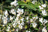 25 COMMON SNOWBERRY - WHITE Berries Pink Flowers Symphoricarpos Alba Shrub Seeds