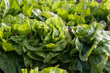 250 SUGAR LOAF ENDIVE Radicchio Escarole Cichorium Intybus Green Vegetable Seeds
