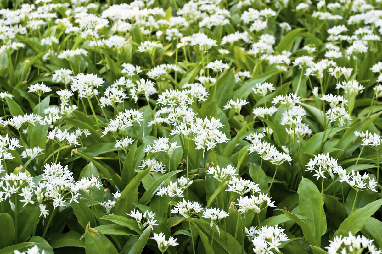 10 RAMSONS / WILD Bear GARLIC Allium Ursinum Vegetable Herb White Flower Seeds