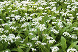 10 RAMSONS / WILD Bear GARLIC Allium Ursinum Vegetable Herb White Flower Seeds