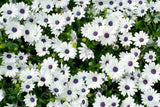 50 WHITE AFRICAN Cape DAISY Dimorphotheca Sinuata Flower Seeds