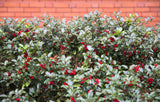 40 ENGLISH HOLLY Ilex Aquifolium aka European Common or Christmas Holly Evergreen Tree Shrub Berry Seeds