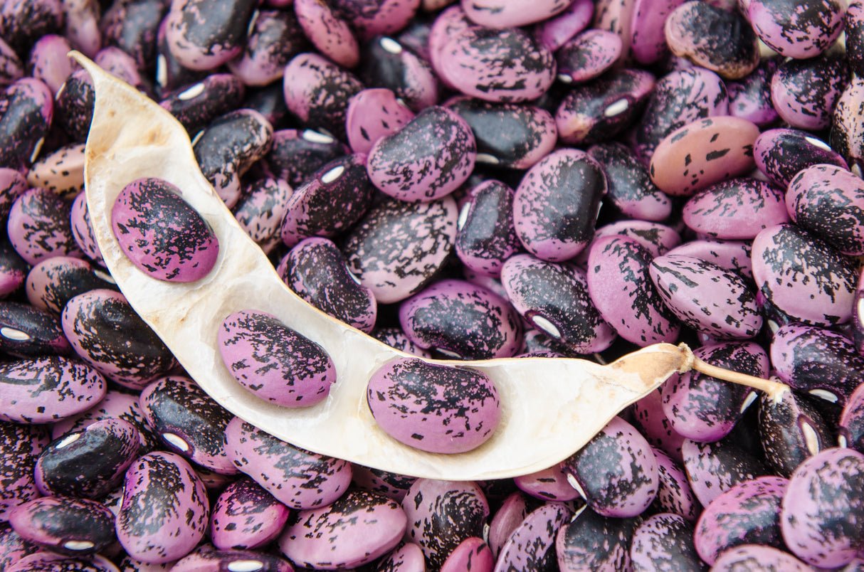 25 SCARLET RUNNER Pole BEAN Ornamental Red Flowers Phaseolus Vulgaris Vegetable Seeds