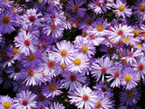 200 Mixed Colors SWAN RIVER DAISY Brachyscome Iberidifolia Flower Seeds