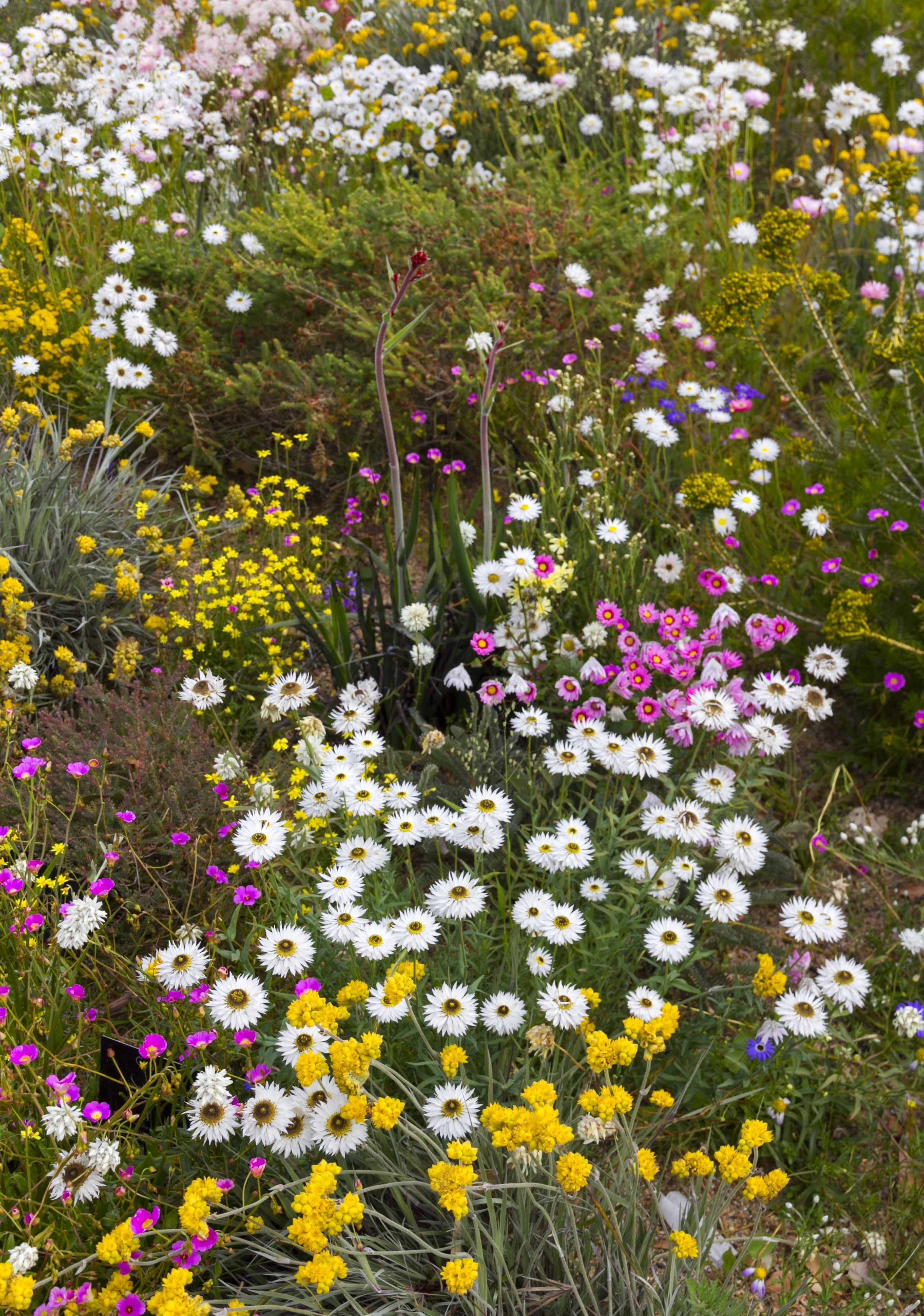 Seedville Swan River Daisy Seeds - Thumbnail 3