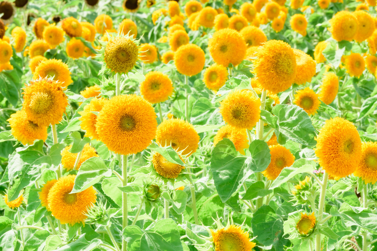 150 Double DWARF TEDDYBEAR SUNFLOWER Helianthus Annuus Yellow Flower Seeds