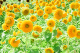150 Double DWARF TEDDYBEAR SUNFLOWER Helianthus Annuus Yellow Flower Seeds