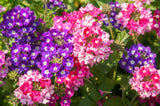 10 TALL GARDEN PHLOX Paniculata Mixed Colors 'New Hybrids Mix' Flower Seeds