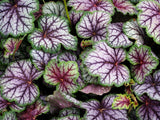 1200 Mixed Colors CORAL BELLS HEUCHERA Shade Flower Seeds