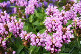 50 PAGODA MIX PRUNELLA Grandiflora Bigflower Selfheal Blue Pink etc Flower Seeds