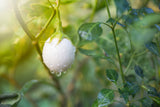 30 EASTER EGG PLANT (Easter Eggplant / Ornamental Eggplant / Nest Egg) Solanum Ovigerum Seeds