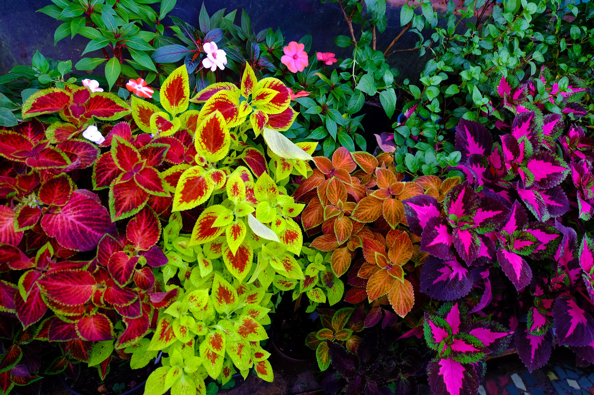 100 Mixed Colors COLEUS RAINBOW MIX Shade Houseplant Solenostemon Flower Seeds
