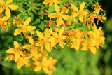 1500 Great SAINT JOHNS WORT St John's Hypericum Pyramidatum Yellow Flower Herb Seeds